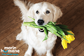 Tribute - Flower Dog