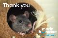 Tribute - Thank You Rat
